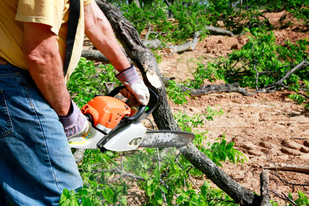 Why Choose Our Tree Removal Services in Fruit Hill, OH?